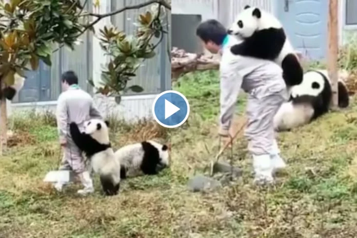 Viral Panda Video