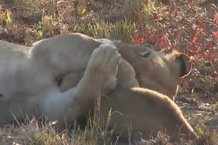 lionness