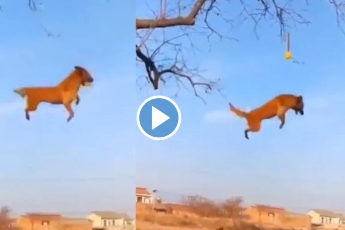 Viral Video of Flying Dog