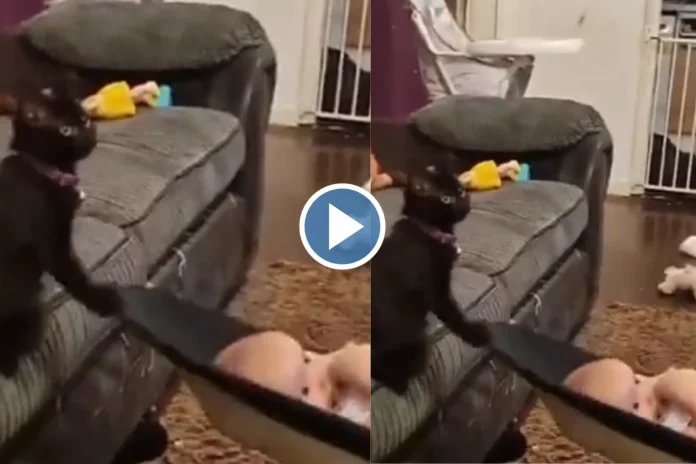 Viral Video of cat babysitting
