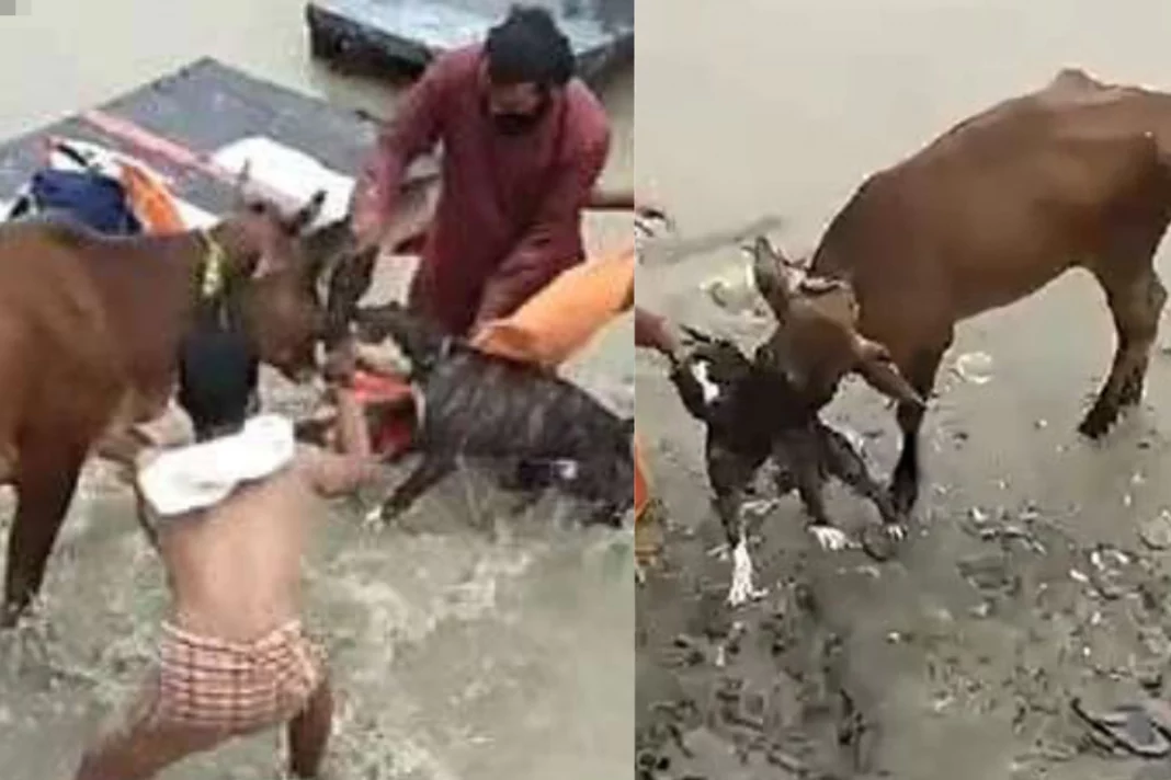 Viral Video: Pitbull dog attacks a Cow in Kanpur