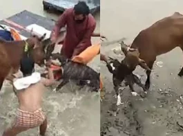 Viral Video: Pitbull dog attacks a Cow in Kanpur