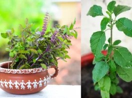 Vastu Tips Keep these things AWAY from Tulsi Plant otherwise financial probelms can occur