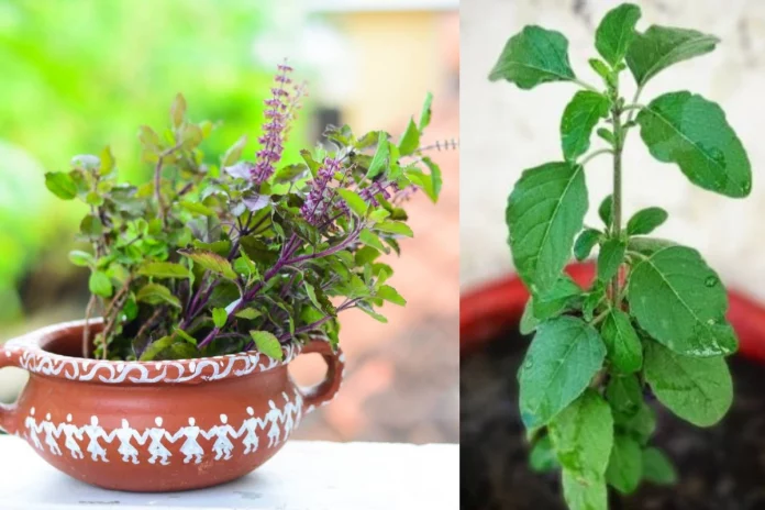 Vastu Tips Keep these things AWAY from Tulsi Plant otherwise financial probelms can occur