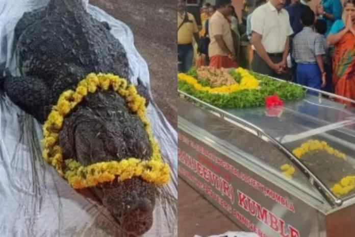 Viral Photo Babiya, Kerala temple's vegetarian crocodile passes away at 75 Viral Photo Babiya, Kerala temple's vegetarian crocodile passes away at 75