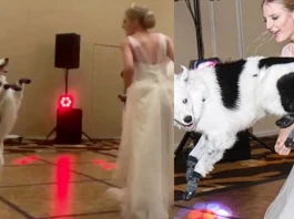 Viral Video: Dog joins the dance floor with the bride; Netizens are in love with the cute moment