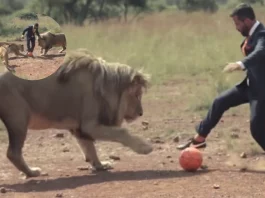 Viral Video Is it true Man in suit-boot plays football with lions; His skills will shock you