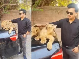 Viral Video Man gets almost bitten by a lion cub while trying to look cool in a video