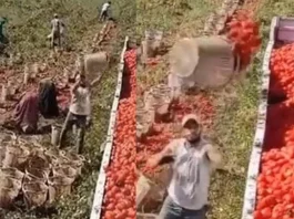 Viral Video Man's way of unloading the tomatoes on truck has taken the internet by storm; Watch yourself to see why