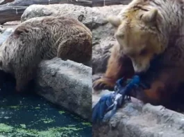 Viral Video More human than many Netizens say as bear saves crow from drowning at a Zoo in this heart-touching clip