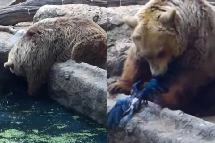 Viral Video More human than many Netizens say as bear saves crow from drowning at a Zoo in this heart-touching clip Viral Video More human than many Netizens say as bear saves crow from drowning at a Zoo in this heart-touching clip