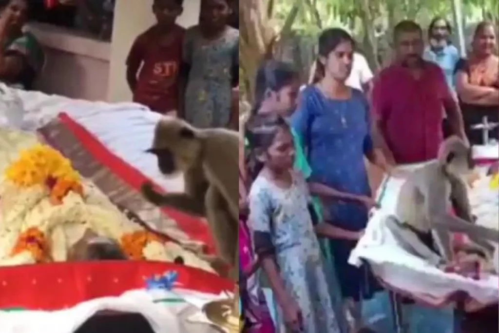 Viral Video Some relations can never be ended; Monkey attends funeral of the men who fed him daily