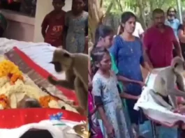Viral Video Some relations can never be ended; Monkey attends funeral of the men who fed him daily