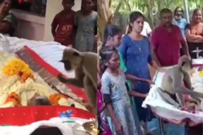 Viral Video Some relations can never be ended; Monkey attends funeral of the men who fed him daily Viral Video Some relations can never be ended; Monkey attends funeral of the men who fed him daily