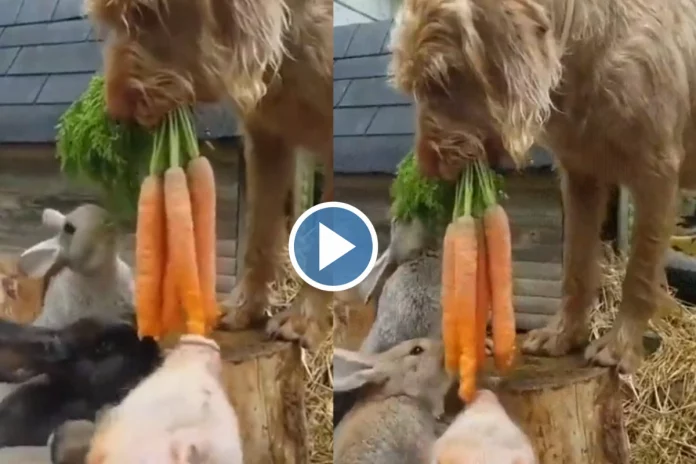 dog feeding other animals