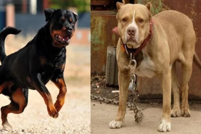 pitbull_0-sixteen_nine