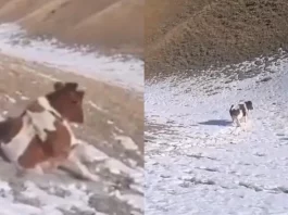 Viral Video