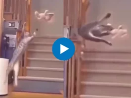 Viral Video