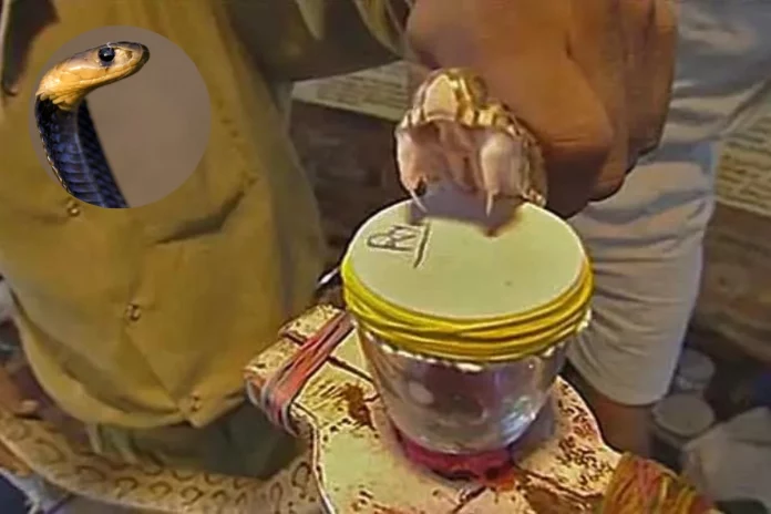 Viral Video Viral Video