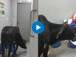 Viral Video