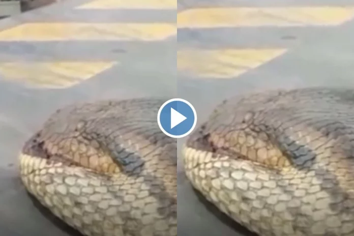 Viral Video Viral Video