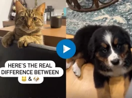Viral Video