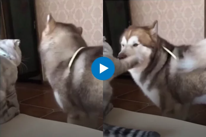 Viral Video Viral Video