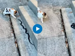 Viral Video