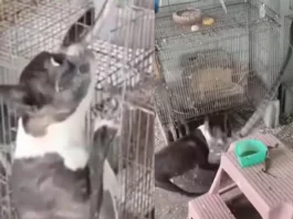 Viral Video Bravery and Courage at it's best ! Dog fights with a mammoth snake as it enters parrot's cage