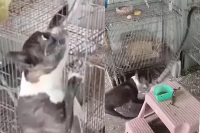 Viral Video Bravery and Courage at it's best ! Dog fights with a mammoth snake as it enters parrot's cage