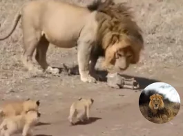 Viral Video Father goals ! lion walks along the forest with his little cubs; Netizens says, Too cute