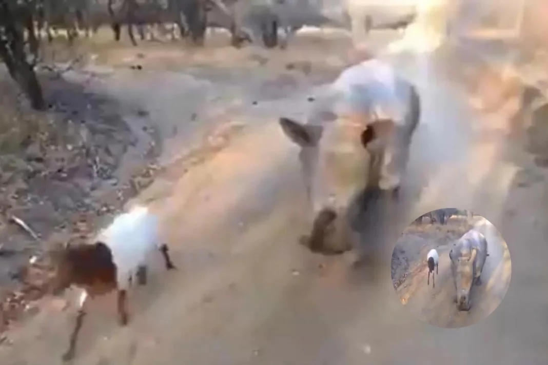 Viral Video Friends for life ! Baby rhino copies goat while it jumps; Netizens say 'cutest' video