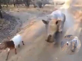 Viral Video Friends for life ! Baby rhino copies goat while it jumps; Netizens say 'cutest' video
