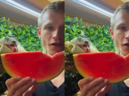 Viral Video Sharing is Caring Man eats watermelon with his pet lizard; Netizens left in awe
