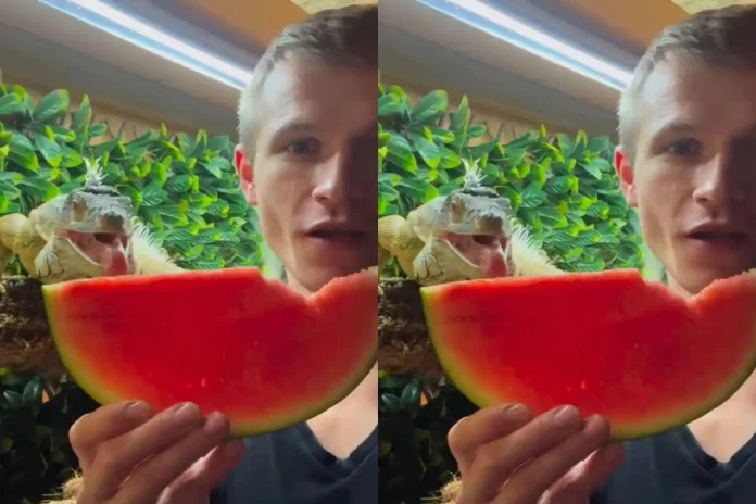 Viral Video Sharing is Caring Man eats watermelon with his pet lizard; Netizens left in awe