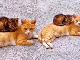 Viral Video So cute and adorable ! People are in awe of this cute kitten sitting in its 'safest spot', Watch now