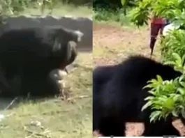 Viral Video Spine-Chilling ! Wild bear attacks three in Tamil Nadu's Tenkasi; Two still very critical