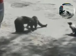 Viral Video Two cats fight on a busy road; Guess who started the fight A crow Watch hilarious video