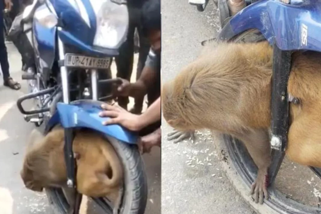 Viral Video Wait, What A monkey got trapped inside a bike's front wheel in UP's Badosarai