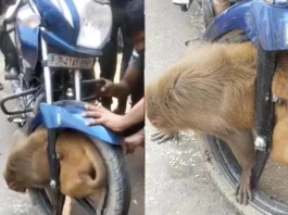 Viral Video Wait, What A monkey got trapped inside a bike's front wheel in UP's Badosarai