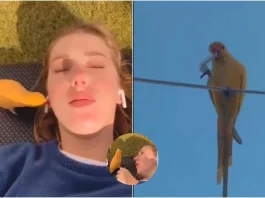 Viral Video Woman was enjoying music suddenly a bird flew away with her airpods, Know what happened next