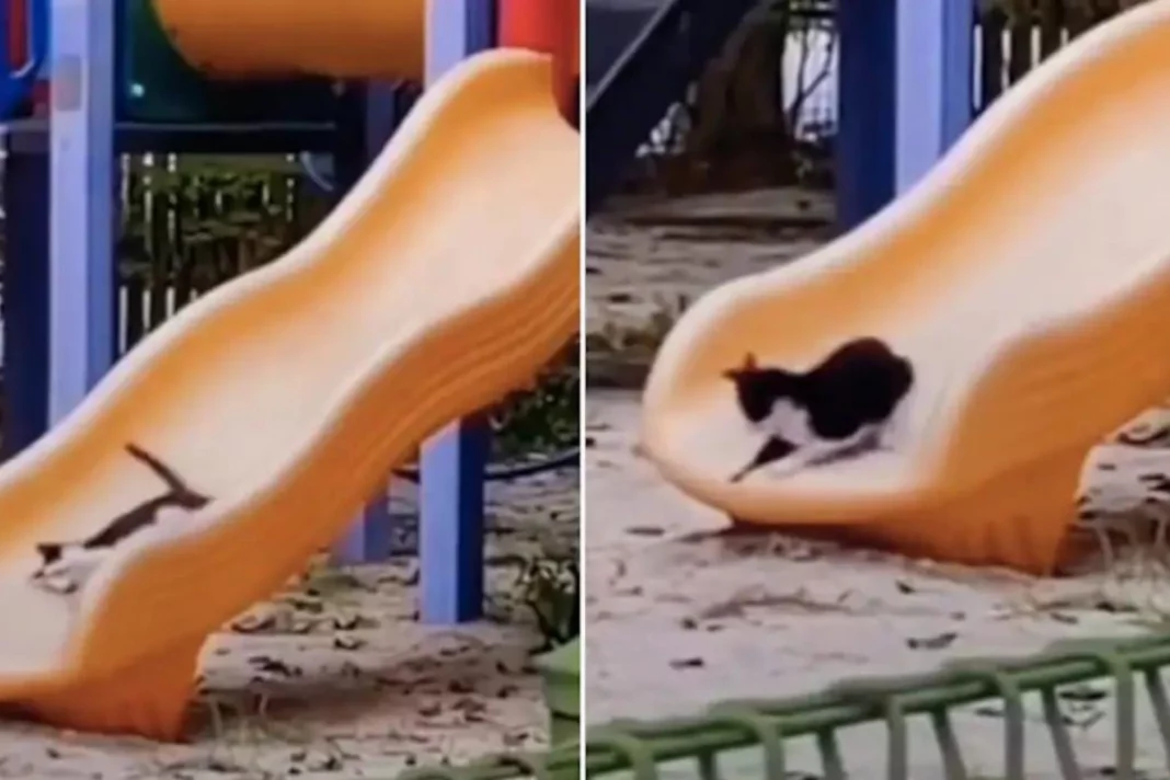 Viral video cat