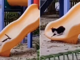 Viral video cat