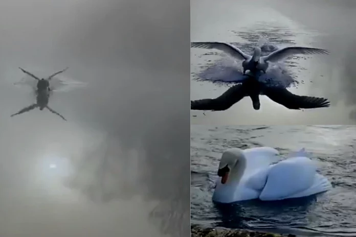 Viral Video Viral Video