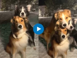 Viral Video