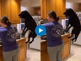 Viral Video
