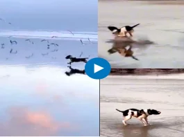 Viral Video