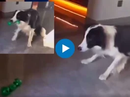 Viral Video