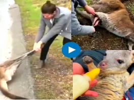 Viral Video
