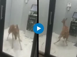 Viral Video